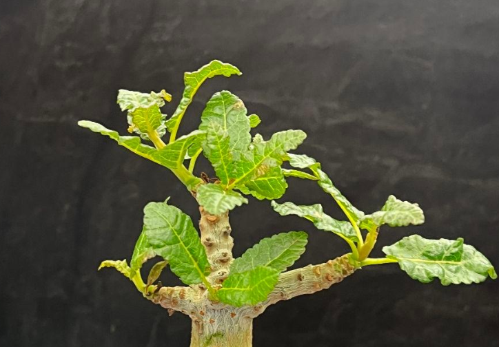 Boswellia nana seeds - Fresh Rare Frankincense Tree Seeds (10 pcs)