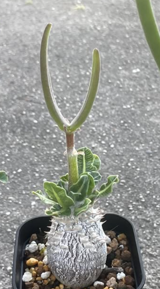 Pachypodium cv. 'Tackyi' seeds - Fresh succulent seeds (10 pcs)