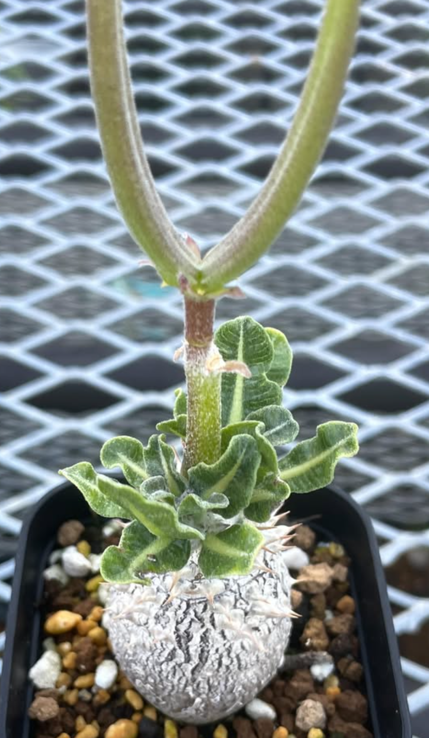 Pachypodium cv. 'Tackyi' seeds - Fresh succulent seeds (10 pcs)