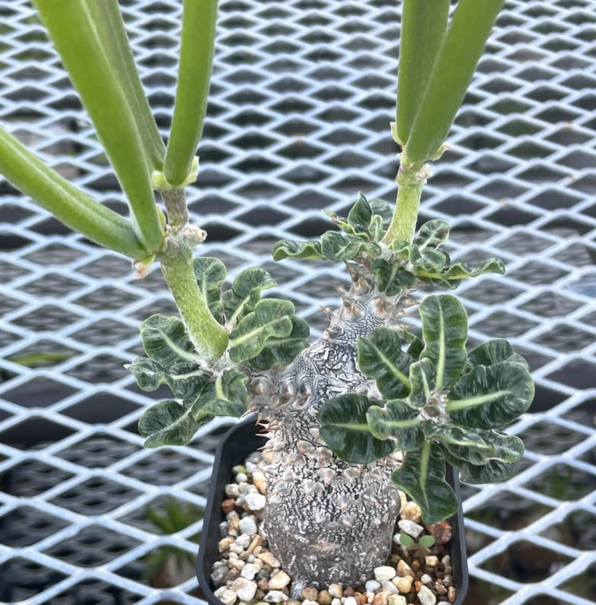 Pachypodium cv. 'Tackyi' seeds - Fresh succulent seeds (10 pcs)