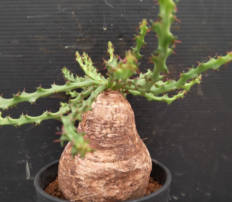 Euphorbia decidua Seeds - Fresh succulent seeds ( 8 pcs )