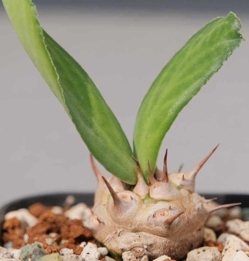 Euphorbia venenifica Seeds - Fresh succulent seeds ( 6 pcs )