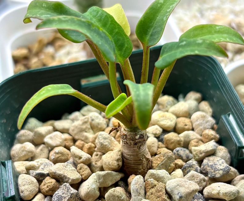 Euphorbia spannringii Seeds - Fresh succulent seeds ( 6 pcs )