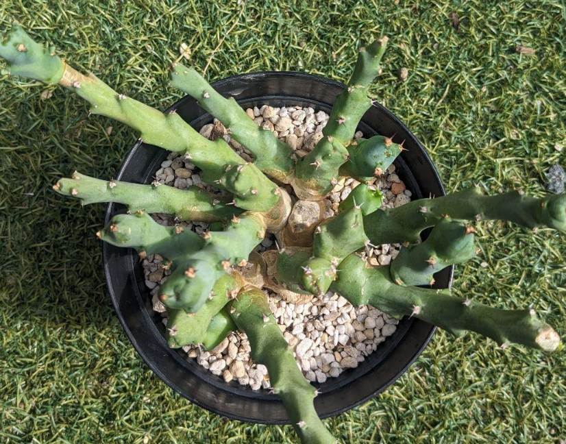 Euphorbia clivicola Seeds - Fresh succulent seeds ( 6 pcs )