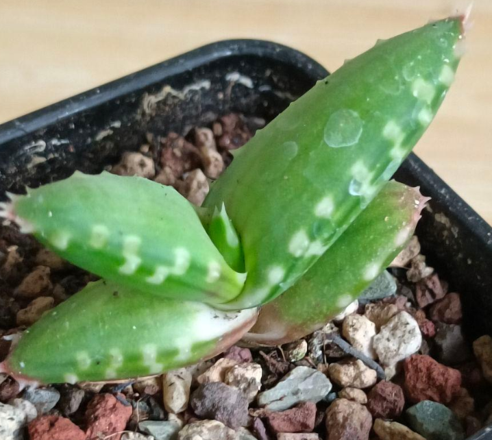 Aloe pearsonii Seeds - Fresh succulent seeds ( 10 pcs )