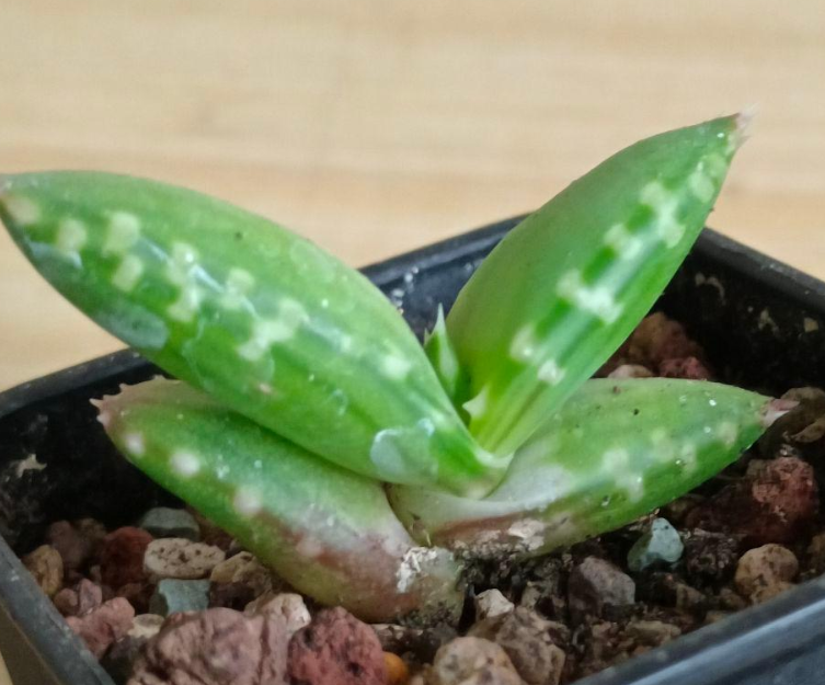 Aloe pearsonii Seeds - Fresh succulent seeds ( 10 pcs )