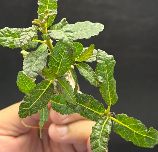 Boswellia nana seeds - Fresh Rare Frankincense Tree Seeds (10 pcs)