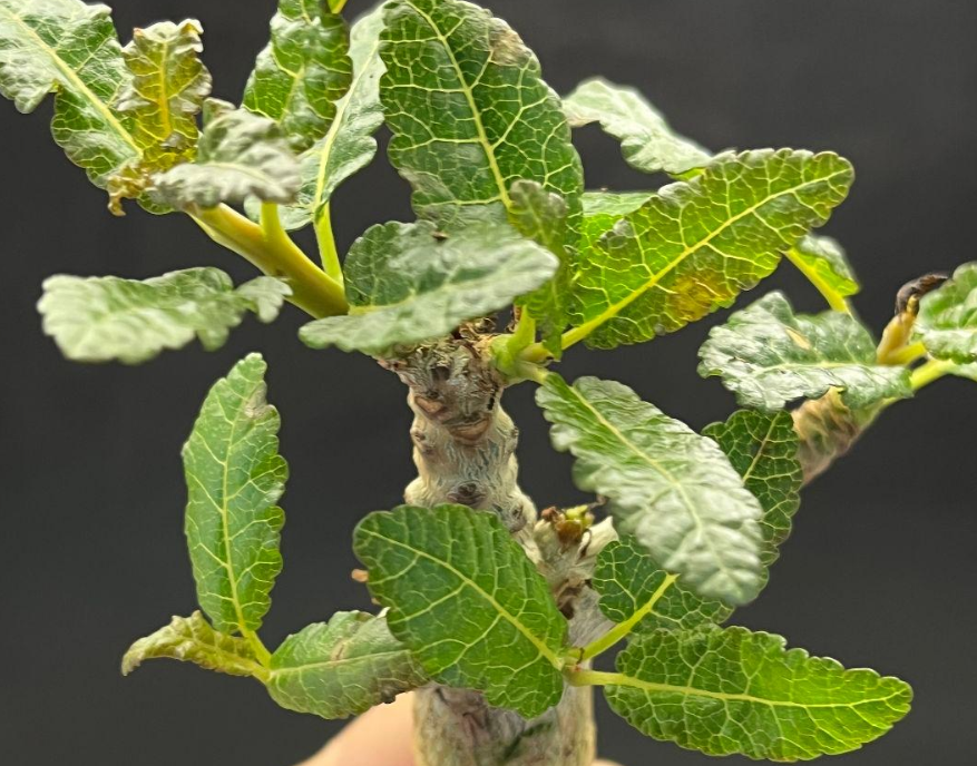 Boswellia nana seeds - Fresh Rare Frankincense Tree Seeds (10 pcs)
