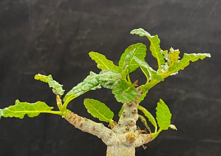 Boswellia nana seeds - Fresh Rare Frankincense Tree Seeds (10 pcs)