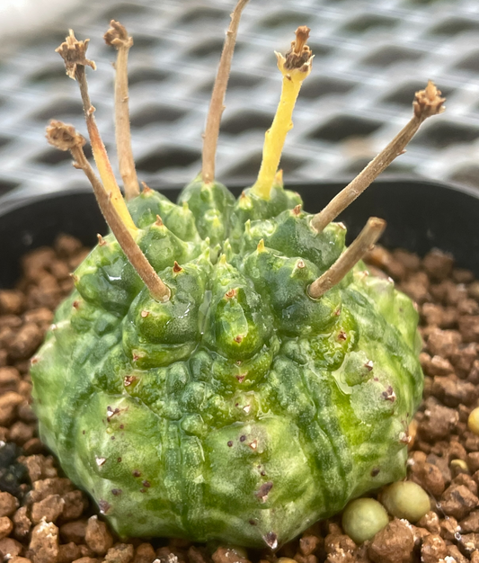 Euphorbia valida seeds - Fresh succulent seeds ( 10 pcs )