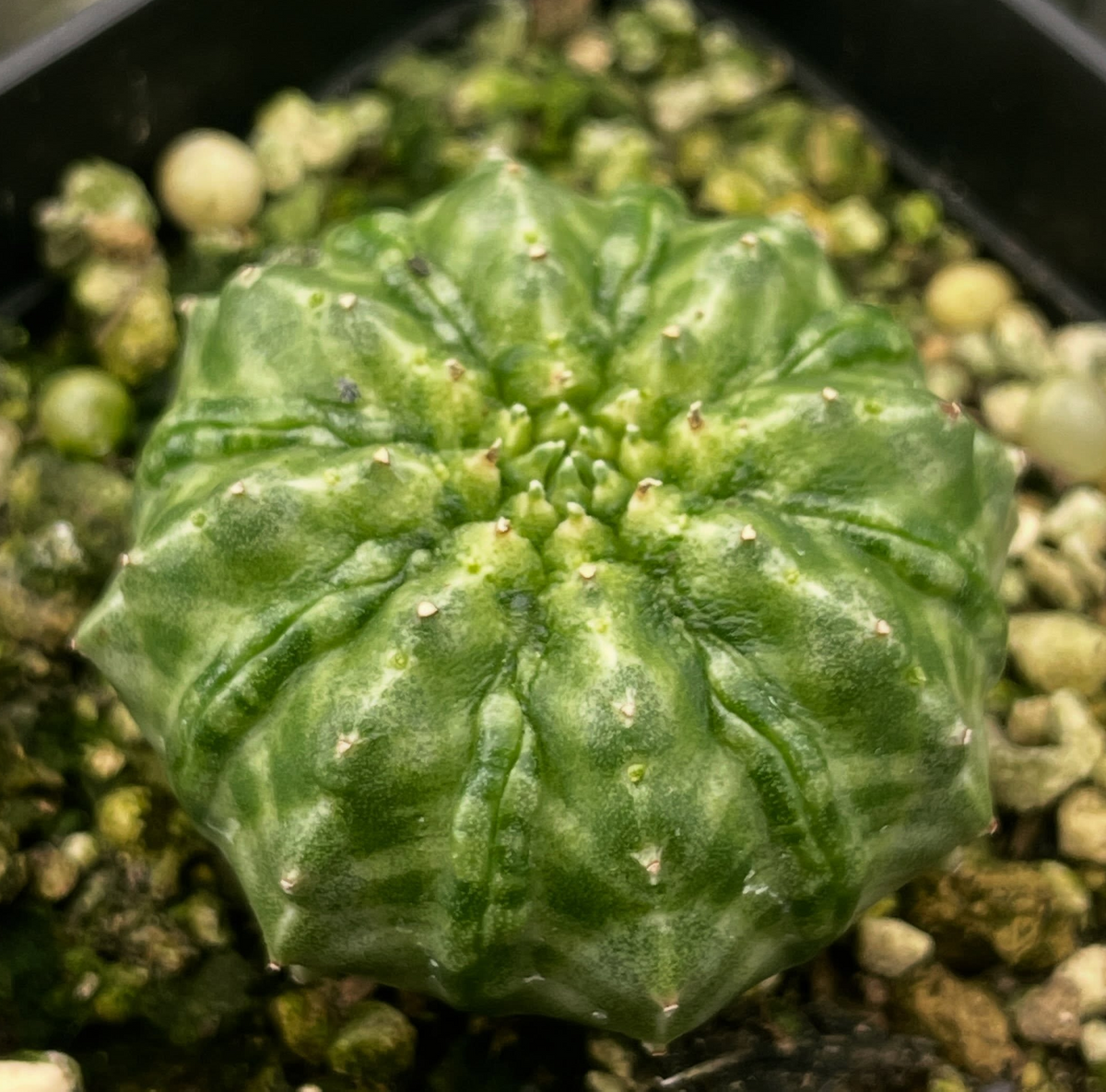 Euphorbia valida seeds - Fresh succulent seeds ( 10 pcs )