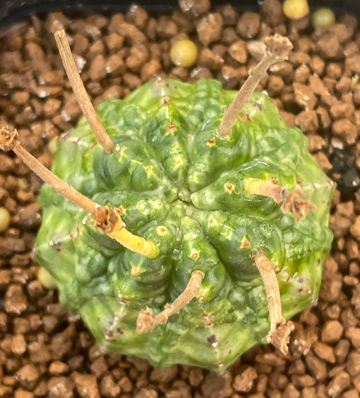 Euphorbia valida seeds - Fresh succulent seeds ( 10 pcs )
