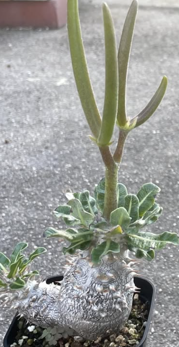 Pachypodium cv. 'Tackyi' seeds - Fresh succulent seeds (10 pcs)