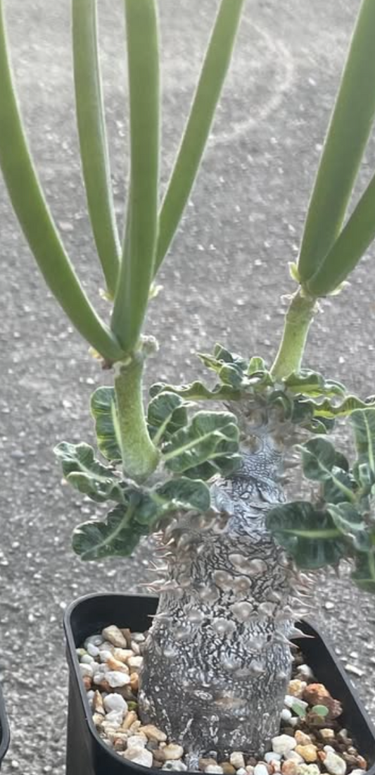 Pachypodium cv. 'Tackyi' seeds - Fresh succulent seeds (10 pcs)