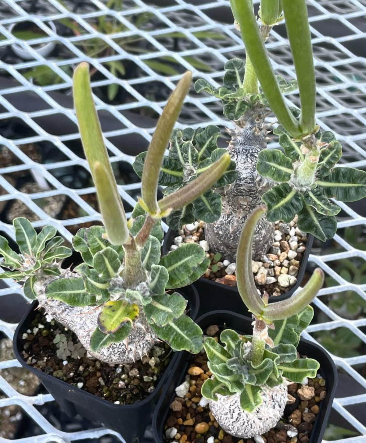 Pachypodium cv. 'Tackyi' seeds - Fresh succulent seeds (10 pcs)