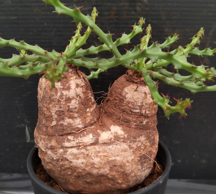 Euphorbia decidua Seeds - Fresh succulent seeds ( 8 pcs )