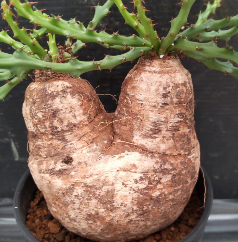 Euphorbia decidua Seeds - Fresh succulent seeds ( 8 pcs )