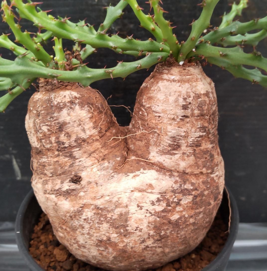 Euphorbia decidua Seeds - Fresh succulent seeds ( 8 pcs )