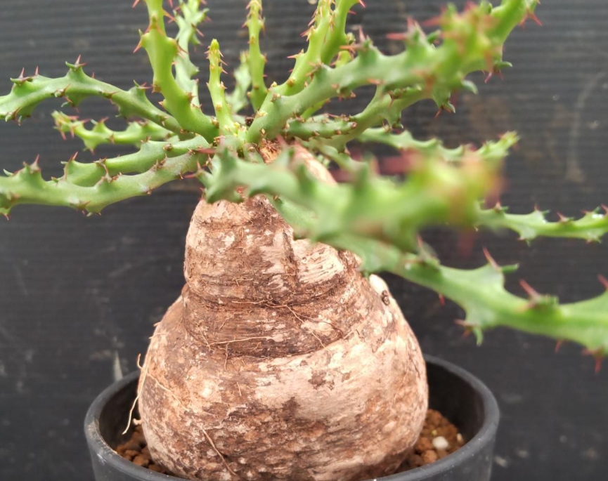 Euphorbia decidua Seeds - Fresh succulent seeds ( 8 pcs )