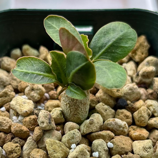 Euphorbia primulifolia var. begardii seeds - Fresh succulent seeds ( 8 pcs )