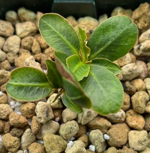 Euphorbia primulifolia var. begardii seeds - Fresh succulent seeds ( 8 pcs )