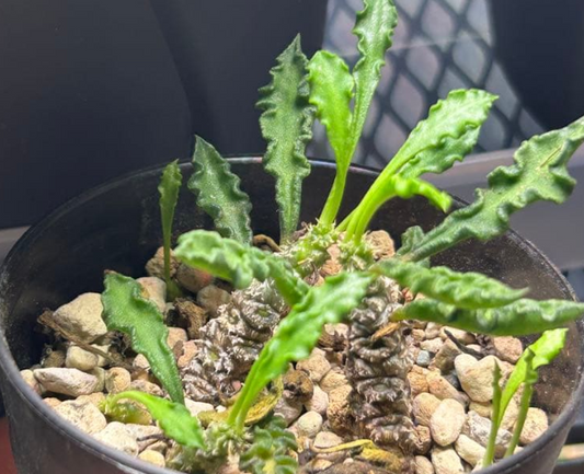 Euphorbia decaryi Seeds - Fresh succulent seeds ( 8 pcs )