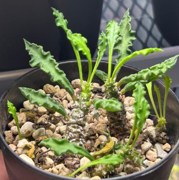 Euphorbia decaryi Seeds - Fresh succulent seeds ( 8 pcs )
