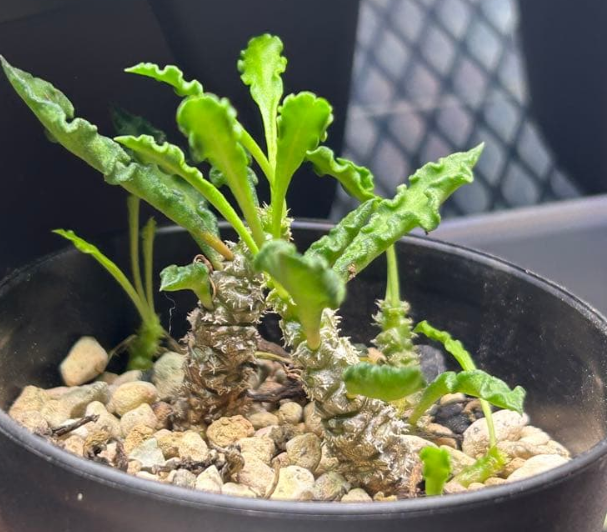 Euphorbia decaryi Seeds - Fresh succulent seeds ( 8 pcs )