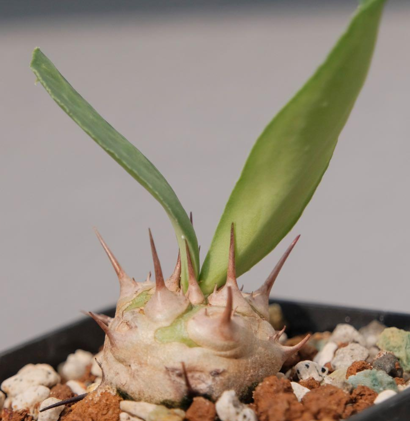 Euphorbia venenifica Seeds - Fresh succulent seeds ( 6 pcs )