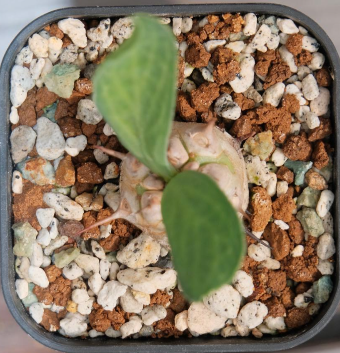 Euphorbia venenifica Seeds - Fresh succulent seeds ( 6 pcs )