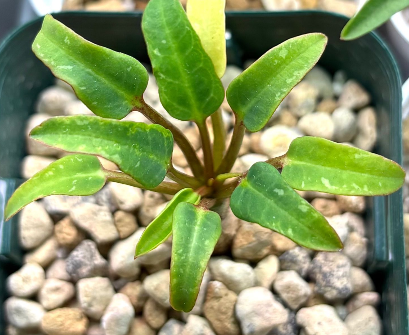 Euphorbia spannringii Seeds - Fresh succulent seeds ( 6 pcs )