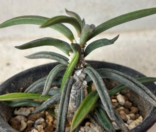 Euphorbia cylindrifolia Seeds - Fresh succulent seeds ( 8 pcs )