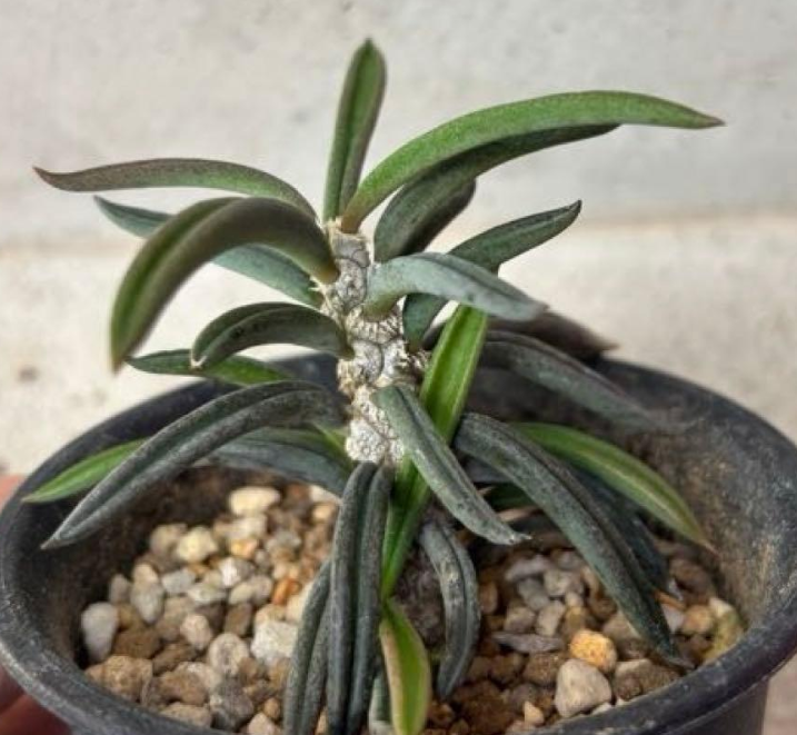 Euphorbia cylindrifolia Seeds - Fresh succulent seeds ( 8 pcs )