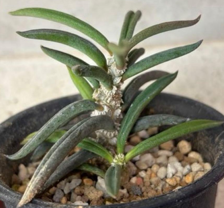 Euphorbia cylindrifolia Seeds - Fresh succulent seeds ( 8 pcs )