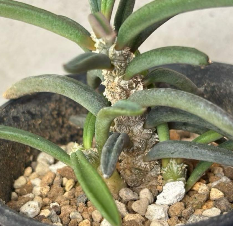 Euphorbia cylindrifolia Seeds - Fresh succulent seeds ( 8 pcs )