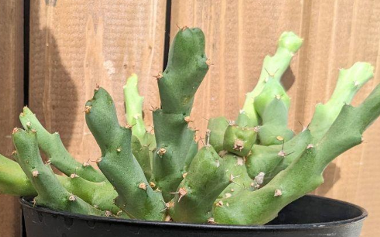 Euphorbia clivicola Seeds - Fresh succulent seeds ( 6 pcs )