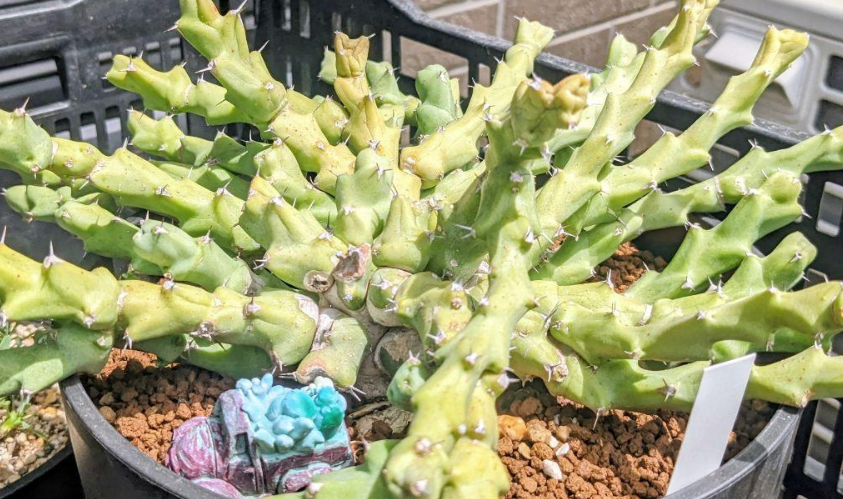 Euphorbia clivicola Seeds - Fresh succulent seeds ( 6 pcs )