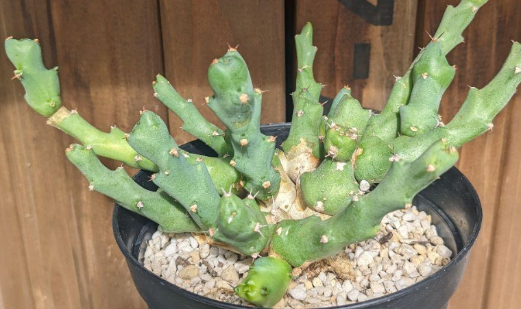 Euphorbia clivicola Seeds - Fresh succulent seeds ( 6 pcs )