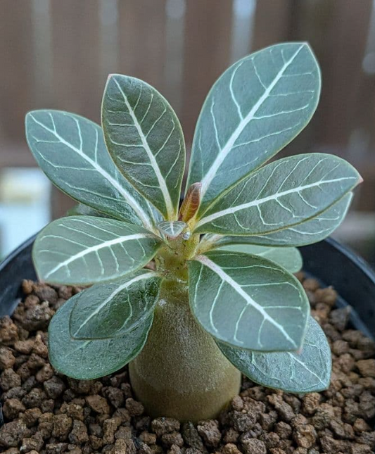 Adenium socotranum Seeds - Fresh Rare Desert Rose Seeds (10 pcs)