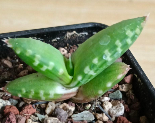 Aloe pearsonii Seeds - Fresh succulent seeds ( 10 pcs )