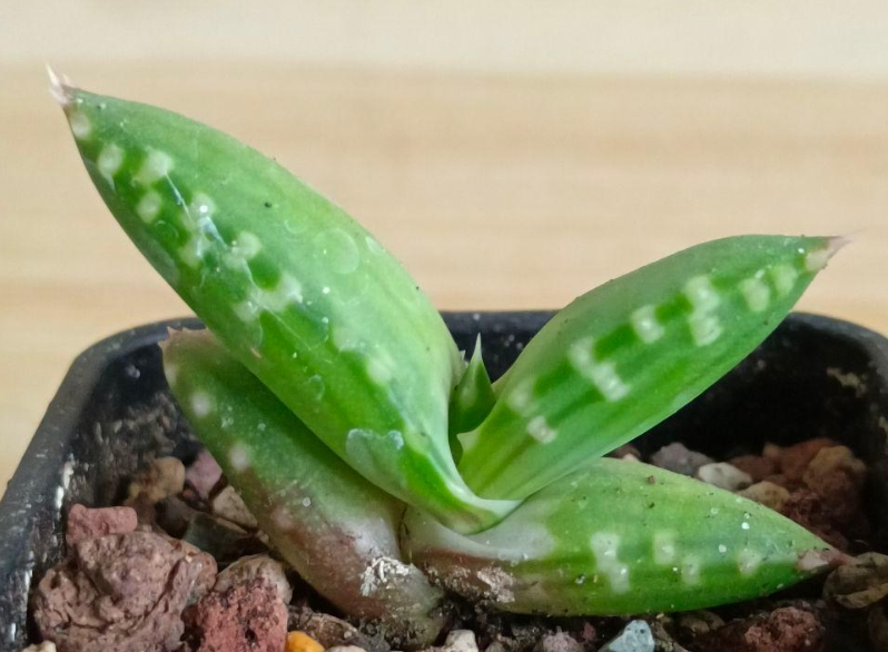 Aloe pearsonii Seeds - Fresh succulent seeds ( 10 pcs )