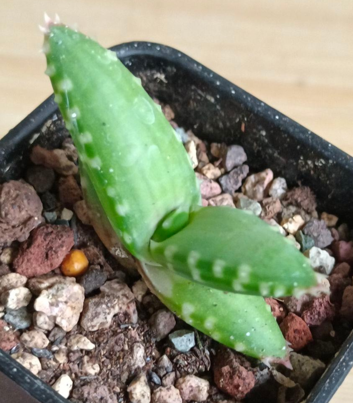 Aloe pearsonii Seeds - Fresh succulent seeds ( 10 pcs )