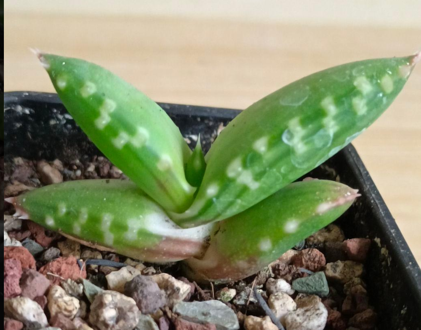 Aloe pearsonii Seeds - Fresh succulent seeds ( 10 pcs )