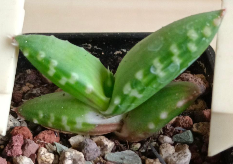 Aloe pearsonii Seeds - Fresh succulent seeds ( 10 pcs )