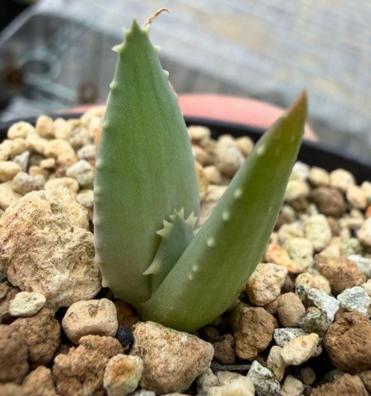 Aloe pillansii Seeds - Fresh succulent seeds ( 10 pcs )