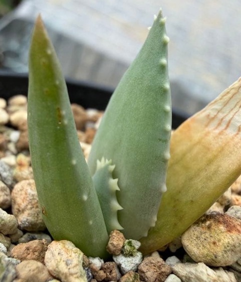 Aloe pillansii Seeds - Fresh succulent seeds ( 10 pcs )