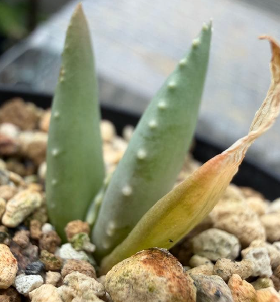 Aloe pillansii Seeds - Fresh succulent seeds ( 10 pcs )